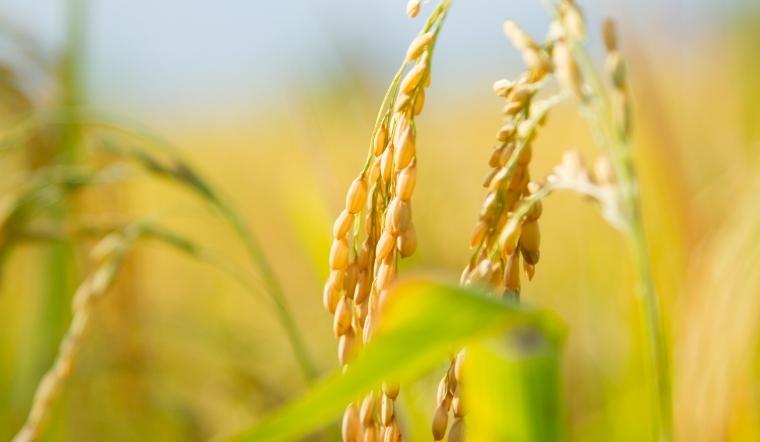 Giá lúa gạo hôm nay 27/7/2022: Vài giống lúa, nếp giảm đến 200 đồng/kg 