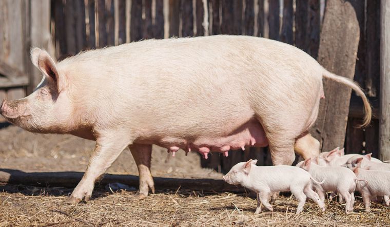 Giá heo hơi hôm nay 28/7/2022: Tiếp tục giảm tại nhiều tỉnh thành