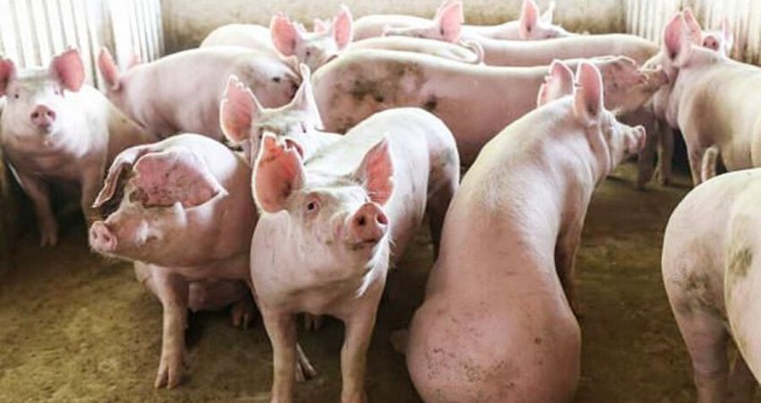 Giá heo hơi hôm nay 28/7 tại miền Bắc