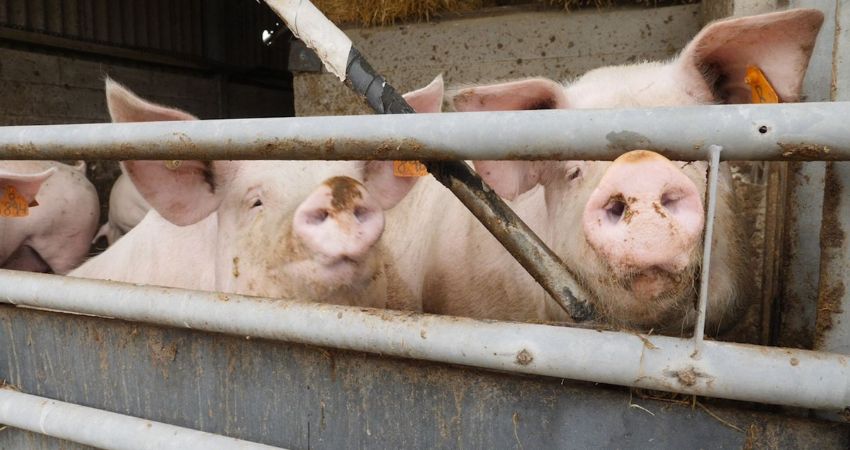  Giá heo hơi hôm nay 28/7 tại miền Trung, Tây Nguyên