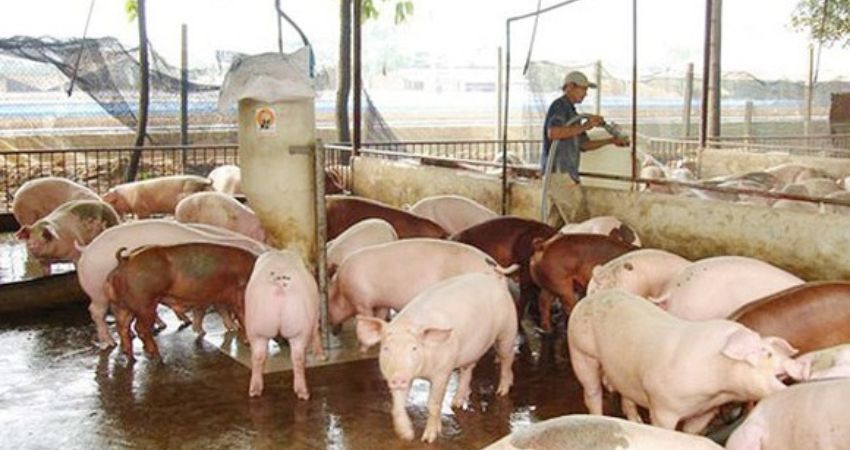 Giá heo hơi hôm nay 28/7 tại miền Nam