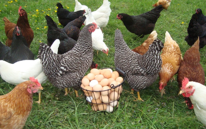 Giá gà hôm nay 28/07