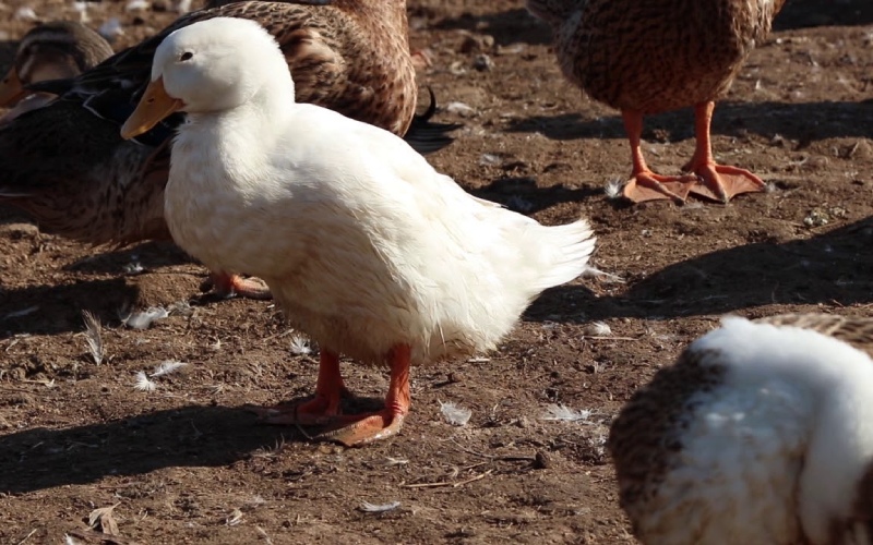 Giá vịt hôm nay 28/07