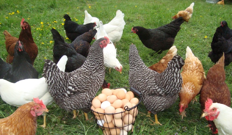 Giá gia cầm hôm nay 28/07/2022: Vịt tiếp tục giảm giá