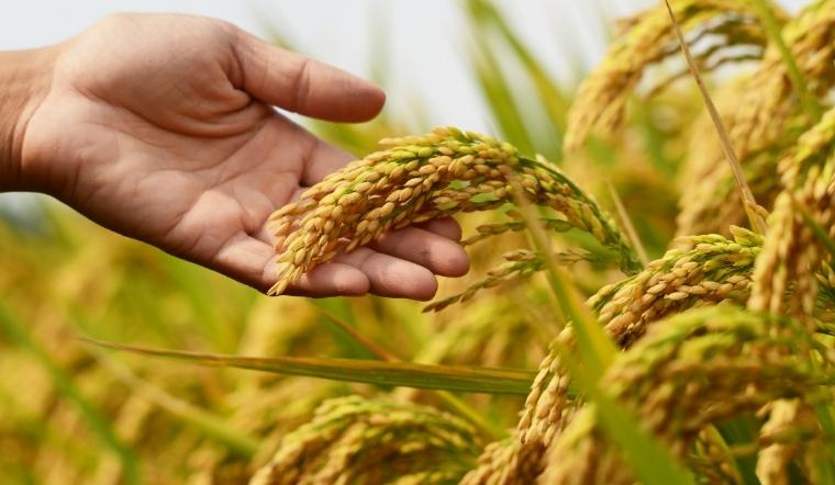 Giá lúa gạo hôm nay 28/7/2022: Tăng giảm trái chiều 100 đồng/kg