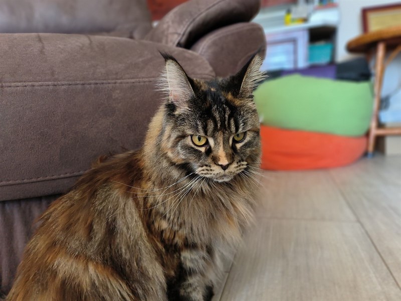 Hiệu ứng bokeh được OPPO Reno8 Pro giả lập khá tốt Hiệu ứng bokeh được OPPO Reno8 Pro giả lập khá tốt