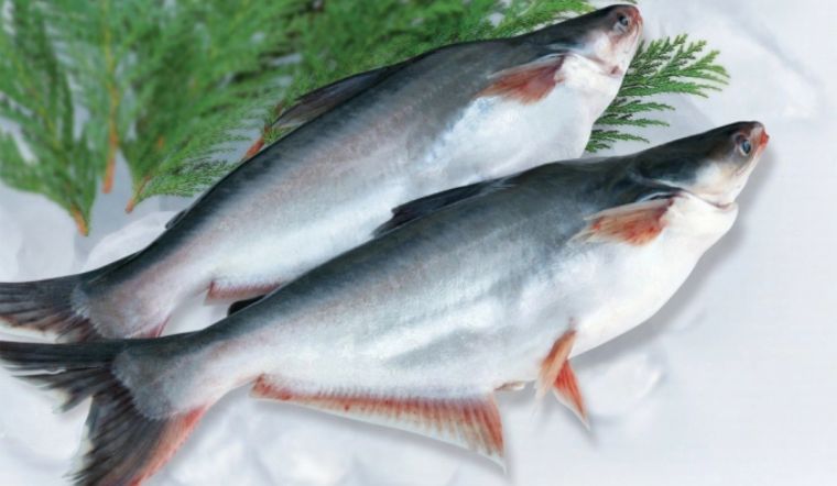 Bà bầu có nên ăn cá tra không? Những lưu ý khi ăn cá tra 