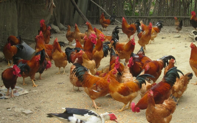 Giá gà hôm nay 29/07