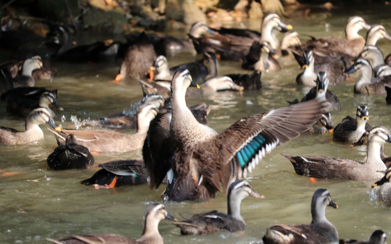 Giá vịt hôm nay 29/07