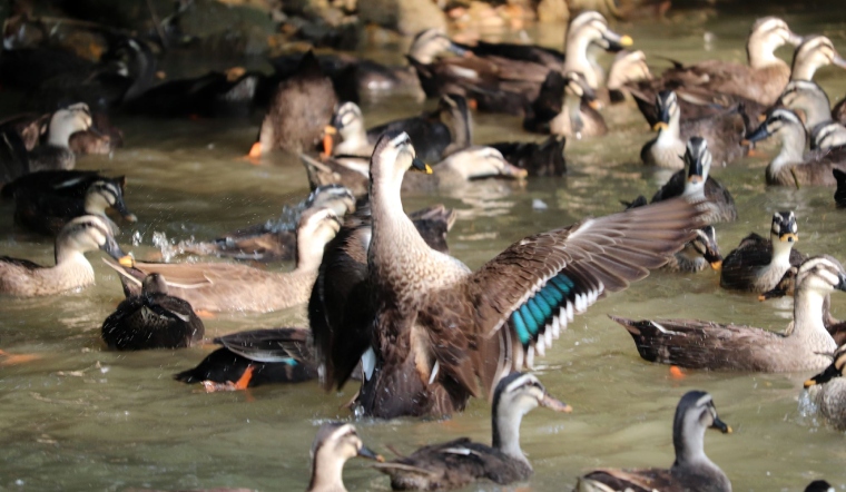 Giá gia cầm hôm nay 29/07/2022: Gà Minh Dư tại Hồ Chí Minh tăng nhẹ