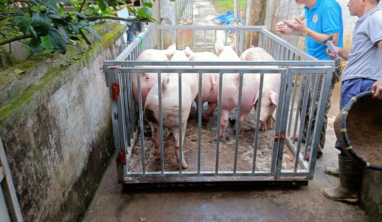 Giá heo hơi hôm nay 29/7/2022: Giảm thêm 1.000 - 2.000 đồng/kg