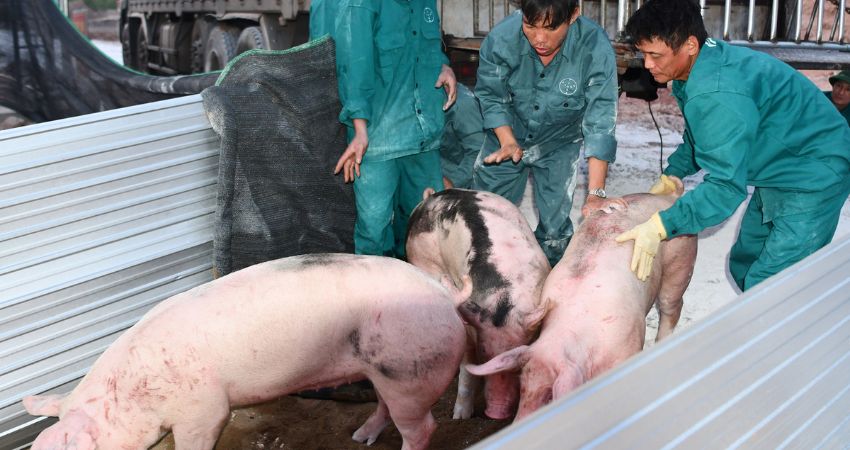 Giá heo hơi hôm nay 29/7 tại miền Bắc