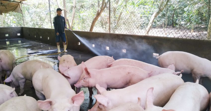 Giá heo hơi hôm nay 29/7 tại miền Trung, Tây Nguyên