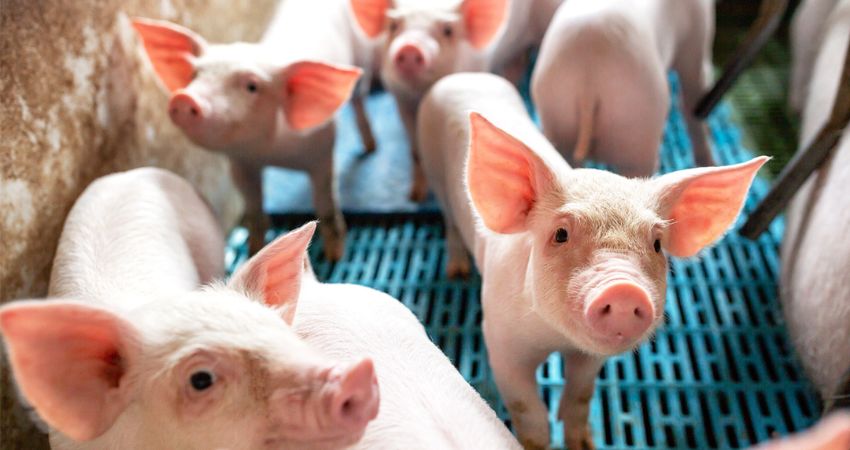 Giá heo hơi hôm nay 29/7 tại miền Nam