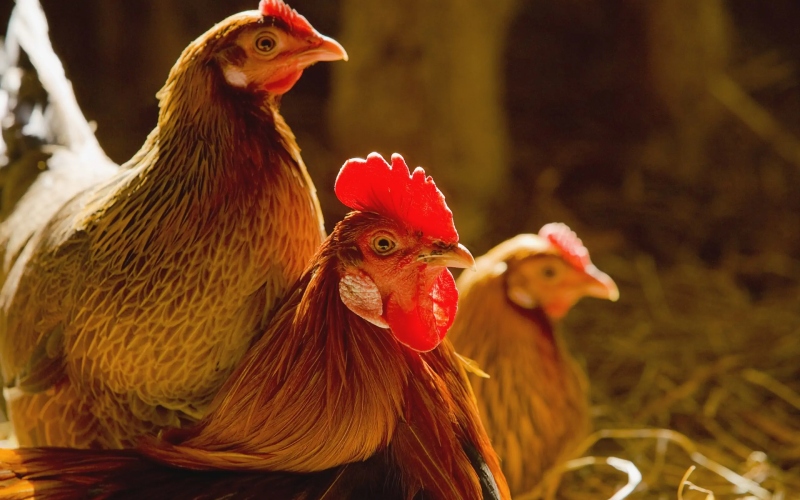 Giá gà hôm nay 30/07