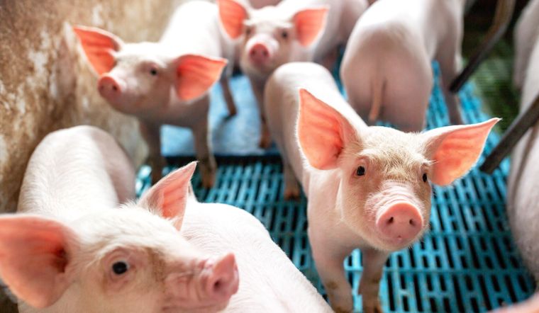 Giá heo hơi hôm nay 30/7/2022: Biến động nhiều nhất là 5.000 đồng/kg