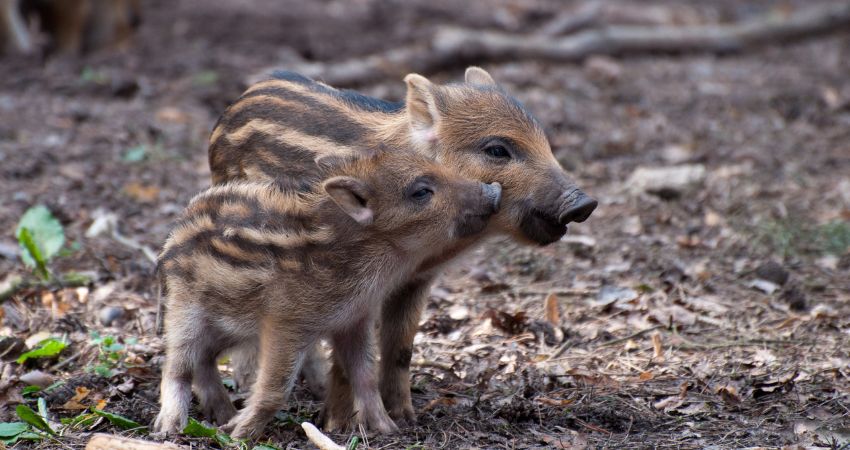 Giá heo hơi hôm nay 30/7 tại miền Bắc