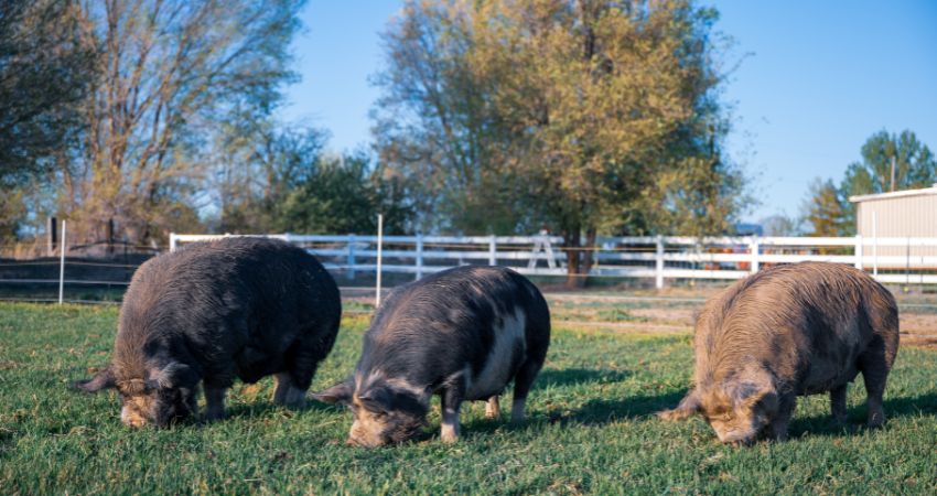  Giá heo hơi hôm nay 30/7 tại miền Trung, Tây Nguyên