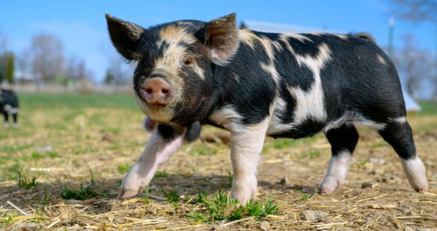 Giá heo hơi hôm nay 30/7 tại miền Nam