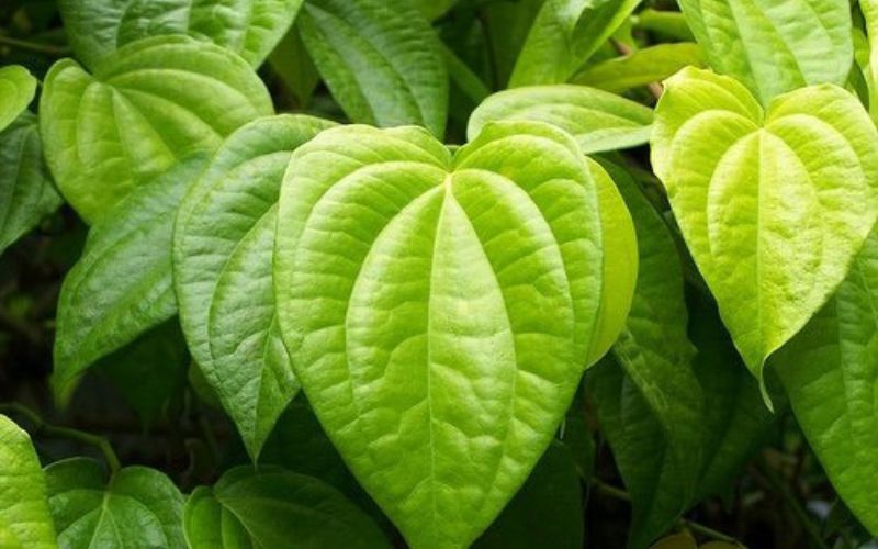 The use of betel leaves to treat underarm odor