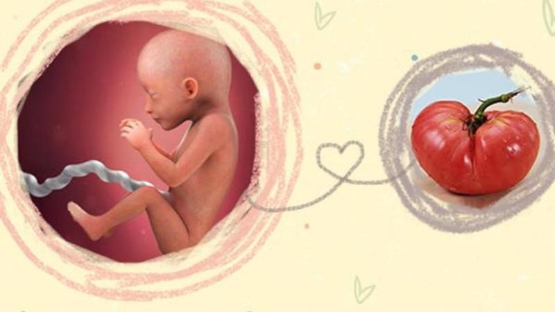 Những thay đổi của thai nhi ở tuần 19 Những thay đổi của thai nhi ở tuần 19