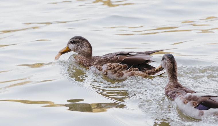 Giá gia cầm hôm nay 01/08/2022: Giá vịt giảm nhẹ ở các tỉnh phía Bắc