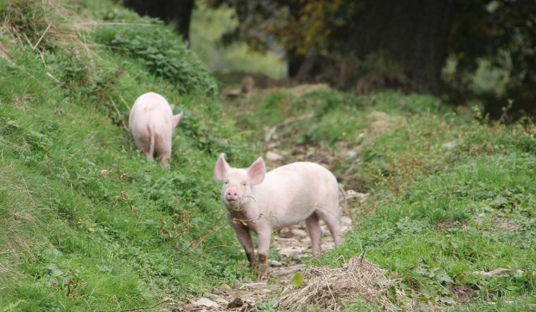 Giá heo hơi hôm nay 1/8/2022: Giảm nhẹ ở khu vực phía Nam