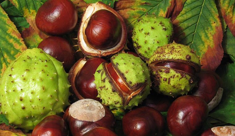 Hạt dẻ ngựa (Horse Chestnut) là gì? Lợi ích, những lưu ý khi sử dụng