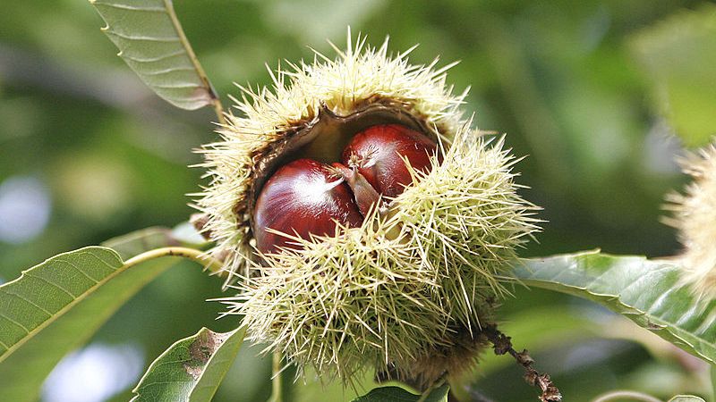 What is Horse Chestnut? Benefits, notes when using