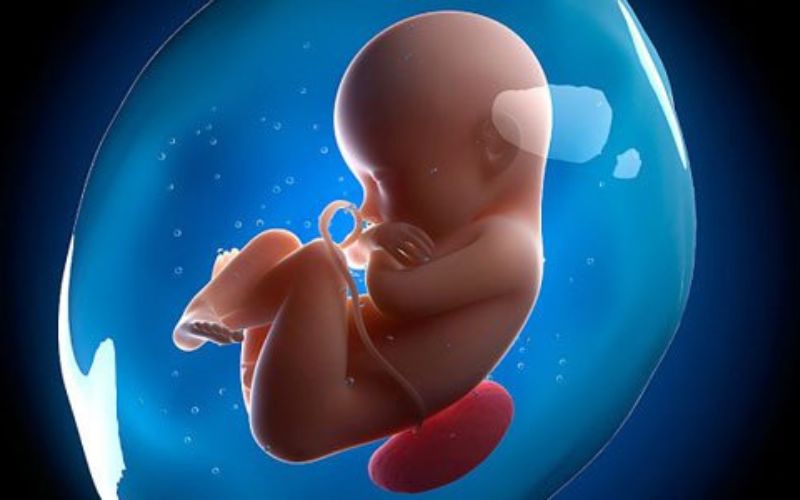 Sự phát triển của thai nhi tuần thứ 20