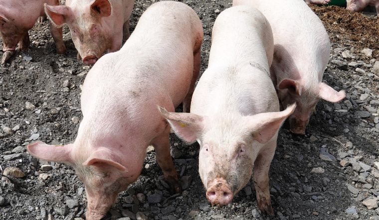 Giá heo hơi hôm nay 2/8/2022: Điều chỉnh giảm 1.000 - 5.000 đồng/kg