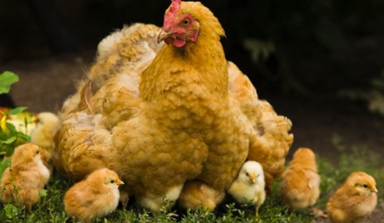 Giá gia cầm hôm nay 02/08/2022: Vịt tiếp tục giảm nhẹ, trứng gà có biến động