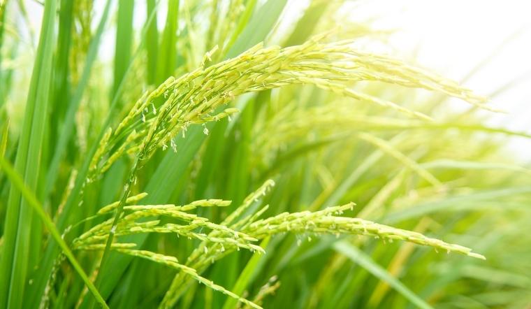 Giá lúa gạo hôm nay 02/8/2022: Lúa OM 18 giảm 100 đồng/kg