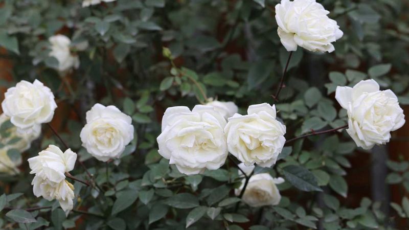 Hoa Hồng Trắng Làm Nền Hình ảnh Sẵn có - Tải xuống Hình ảnh Ngay bây giờ - Hoa  hồng, Màu trắng, Hoa - iStock