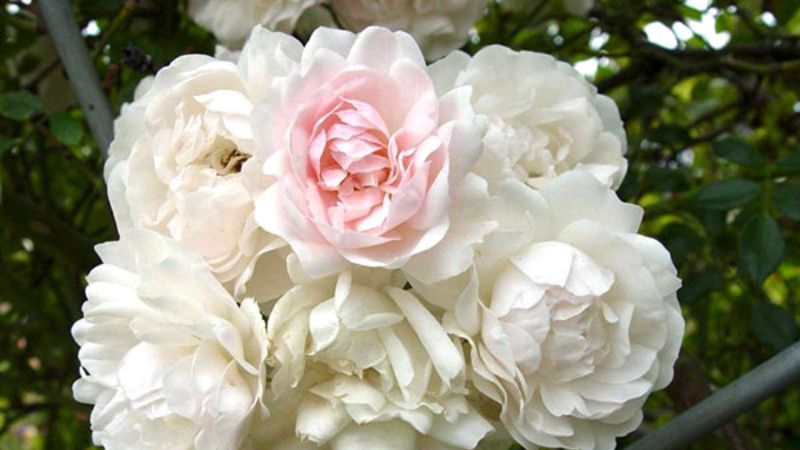 Hoa hồng Bạch Thảo