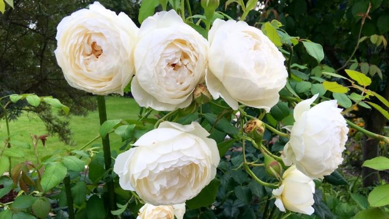 Hoa hồng trắng thân leo Bạch Thiên Kim