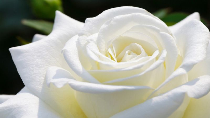 Hoa hồng trắng mang vẻ đẹp thuần khiết