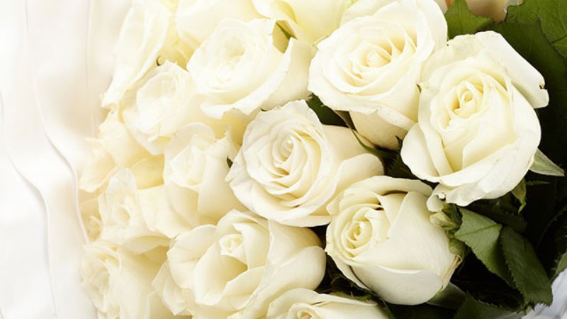 Hoa hồng trắng dùng để thể hiện sự tôn trọng với người đã khuất