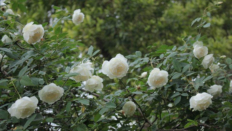 Hoa hồng trắng sẽ khiến khu vườn của bạn thêm lộng lẫy