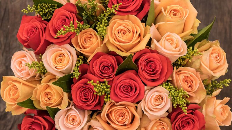 Phối hợp nhiều màu sắc của hoa hồng Ecuador