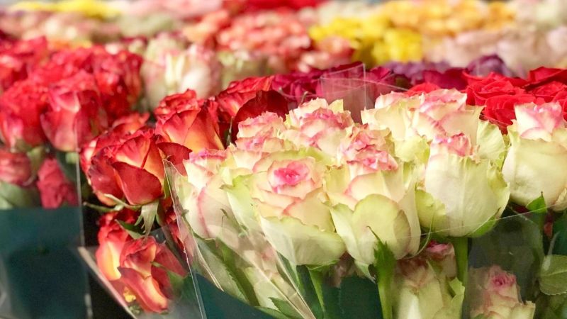 Những bông hoa hồng Ecuador to, đều đẹp, tặng người yêu