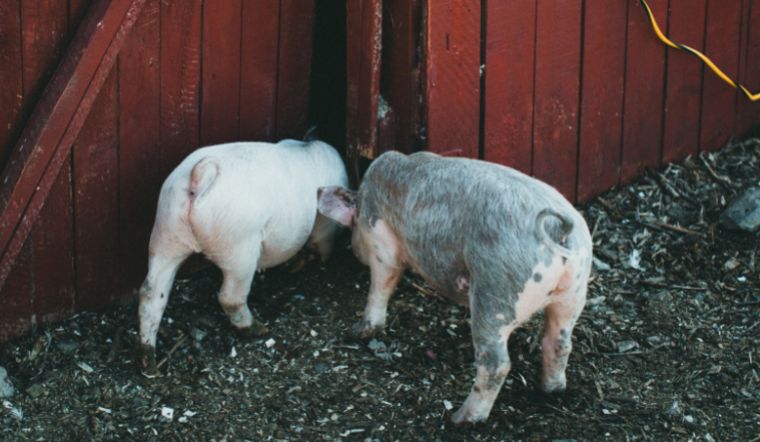 Giá heo hơi hôm nay 3/8/2022: Giảm nhẹ ở một vài tỉnh thành