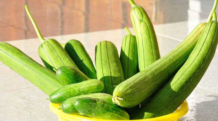 Ăn quả mướp có vị đắng dễ gây ngộ độc vì sao?