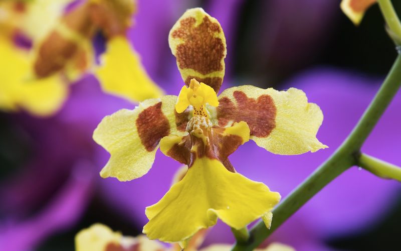 What is the origin and meaning of the female orchid? How to grow at home