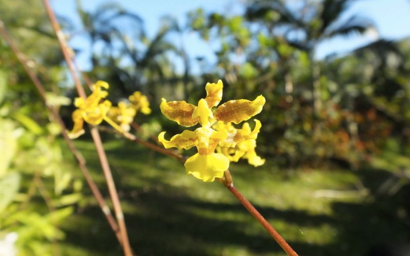 Hoa lan vũ nữ cần ánh sáng trong giai đoạn sắp nở hoa