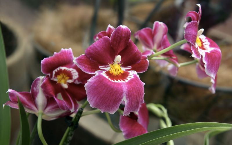 Hoa lan vũ nữ miltonia cổ điển