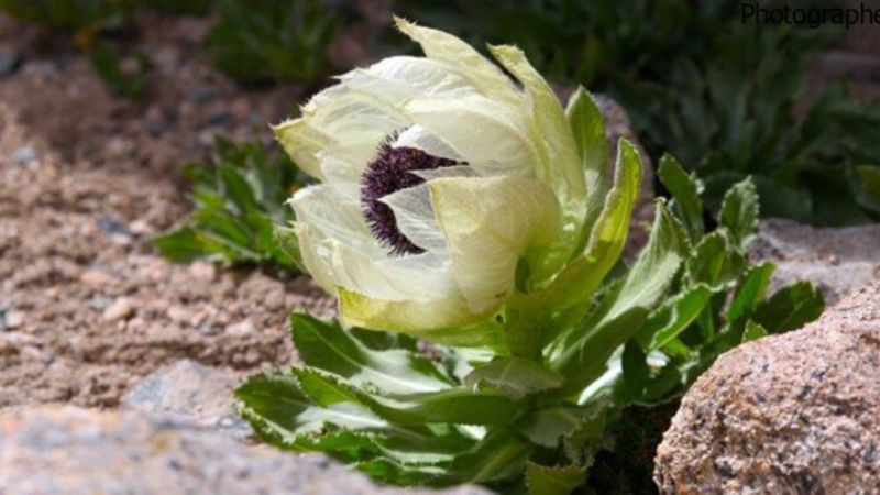 Hoa tuyết liên: Nguồn gốc, ý nghĩa và cách trồng