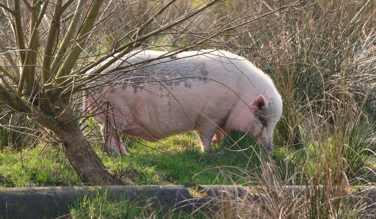 Giá heo hơi hôm nay 4/8/2022: Giảm tại nhiều tỉnh thành trên cả nước