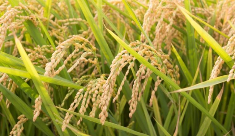 Giá lúa gạo hôm nay 04/8/2022: Giảm đến 200 đồng/kg vài giống lúa, nếp