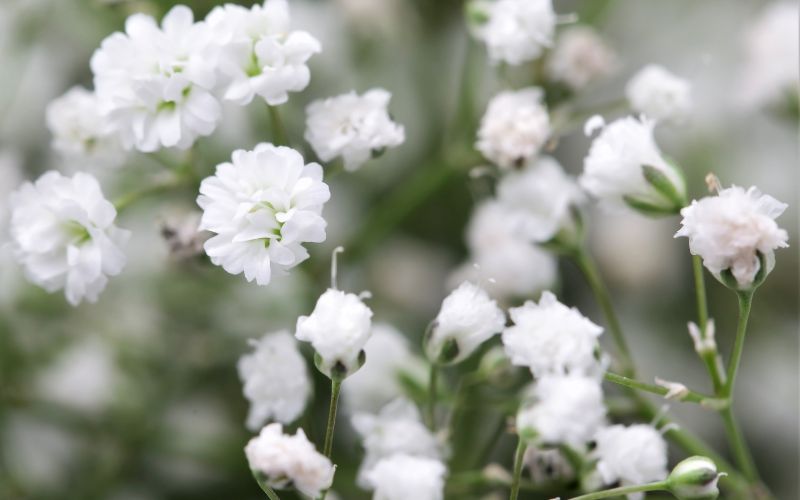 Ý nghĩa, cách trồng và chăm sóc hoa bi trắng tại nhà